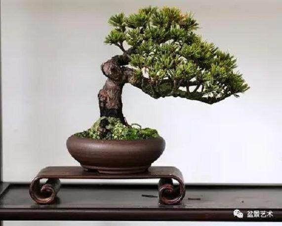 浙江盆景艺术有着鲜明的地方特色和时代精神