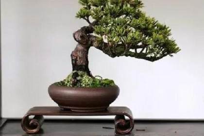 浙江盆景艺术有着鲜明的地方特色和时代精神