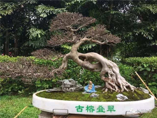 盆景艺术必须以大自然为背景的原则