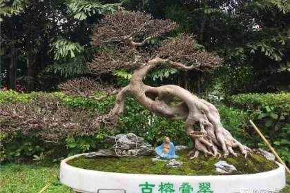 盆景艺术必须以大自然为背景的原则