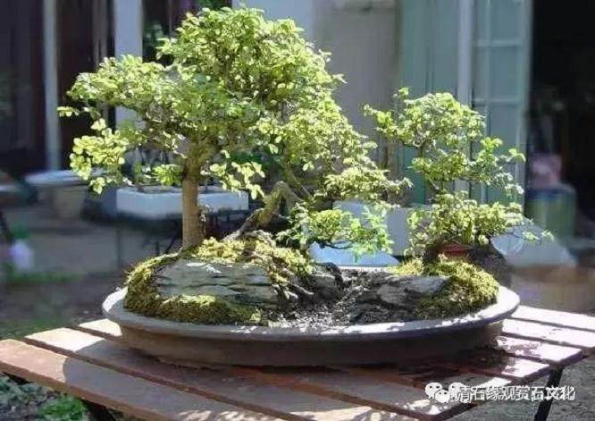 图解 怎么制作一盆山石盆景的方法