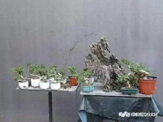 图解 怎么制作一盆山石盆景的方法