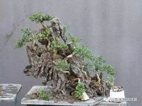 图解 怎么制作一盆山石盆景的方法