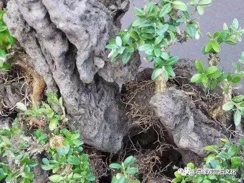 图解 怎么制作一盆山石盆景的方法