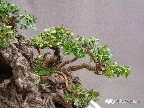 图解 怎么制作一盆山石盆景的方法