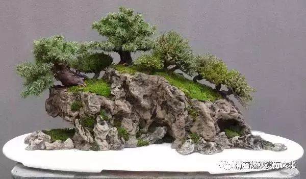 图解 怎么制作一盆山石盆景的方法