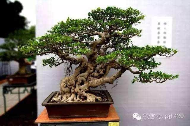 努力开创山东盆景事业的新局面