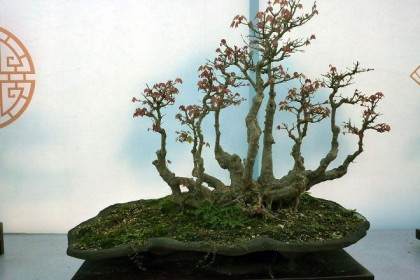 努力开创山东盆景事业的新局面