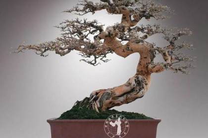 岭南盆景体现了中国文化的审美意识