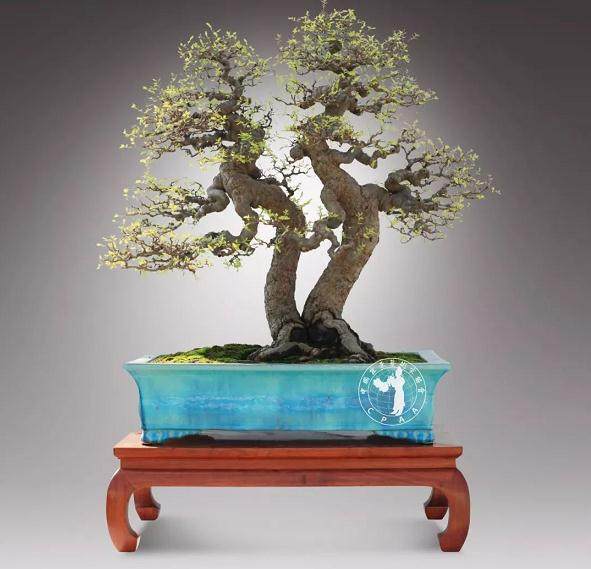 盆景的产生源于中国独特的文化形式