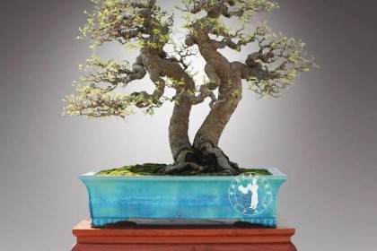 盆景的产生源于中国独特的文化形式