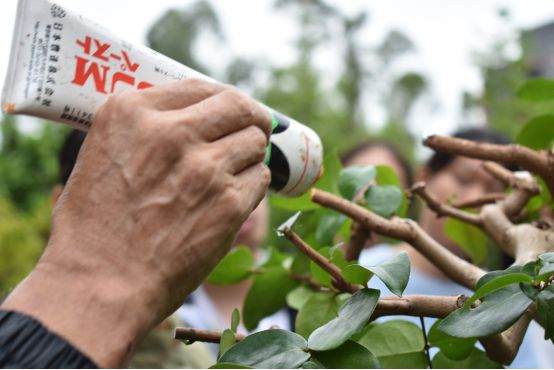 图解 谢荣耀 岭南盆景怎么修剪的示范