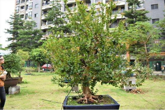 图解 谢荣耀 岭南盆景怎么修剪的示范