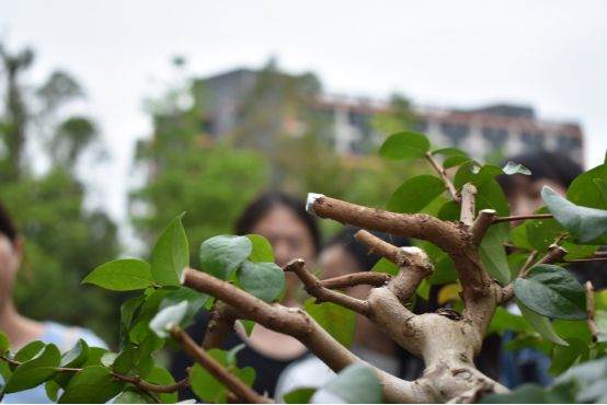 图解 谢荣耀 岭南盆景怎么修剪的示范