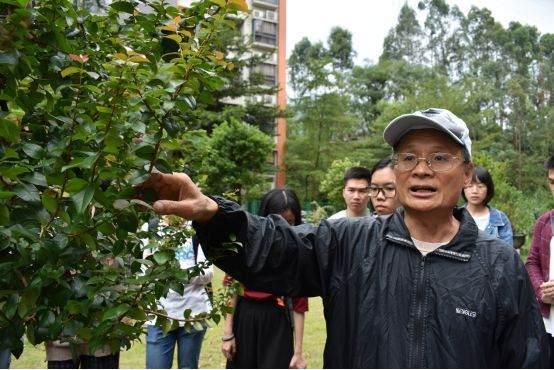 图解 谢荣耀 岭南盆景怎么修剪的示范