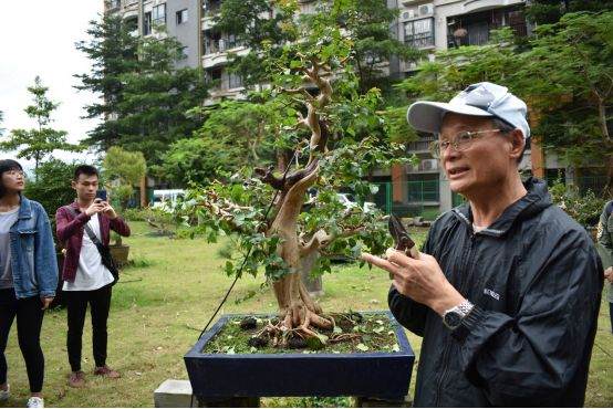 图解 谢荣耀 岭南盆景怎么修剪的示范