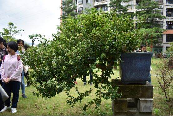 图解 谢荣耀 岭南盆景怎么修剪的示范