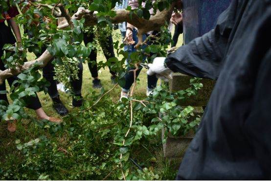图解 谢荣耀 岭南盆景怎么修剪的示范