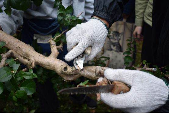 图解 谢荣耀 岭南盆景怎么修剪的示范