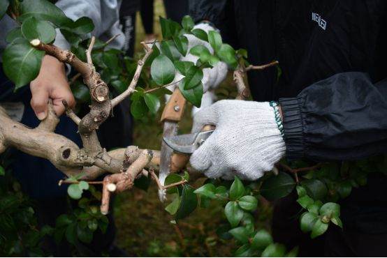 图解 谢荣耀 岭南盆景怎么修剪的示范