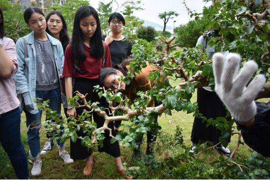 图解 谢荣耀 岭南盆景怎么修剪的示范