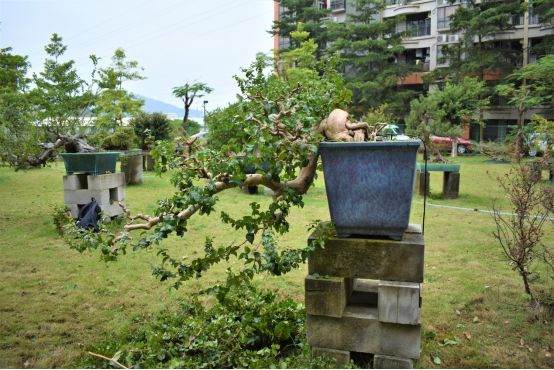 图解 谢荣耀 岭南盆景怎么修剪的示范