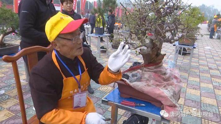 河南省第三届盆景创作大赛在唐河县开赛