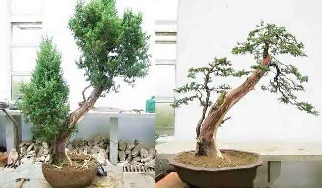 盆景新手制作入门 一定注意要做到的几点