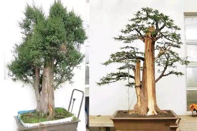 盆景新手制作入门 一定注意要做到的几点