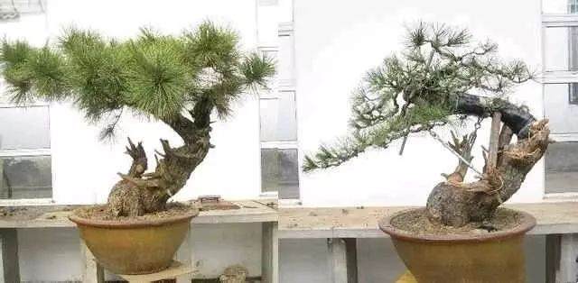 盆景新手制作入门 一定注意要做到的几点