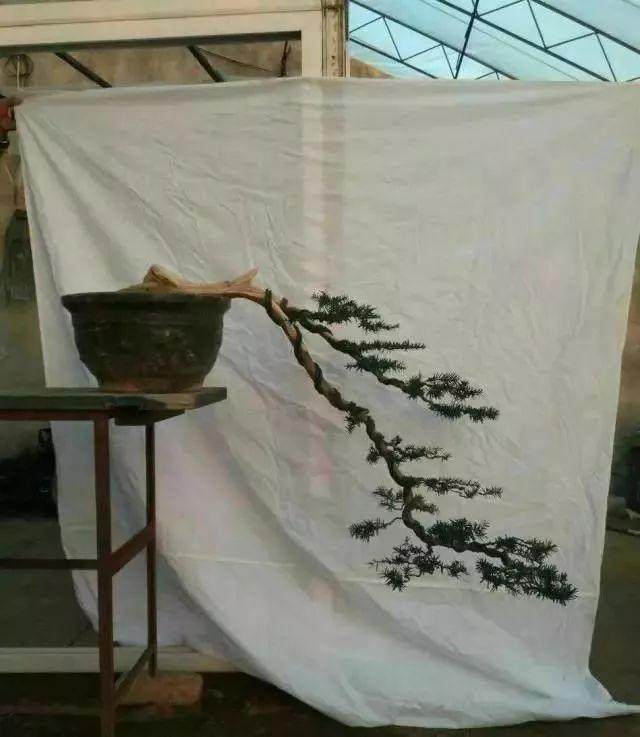 盆景新手制作入门 一定注意要做到的几点