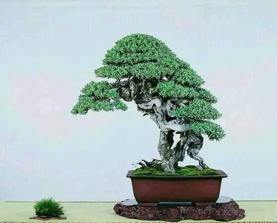 盆景新手制作入门 一定注意要做到的几点