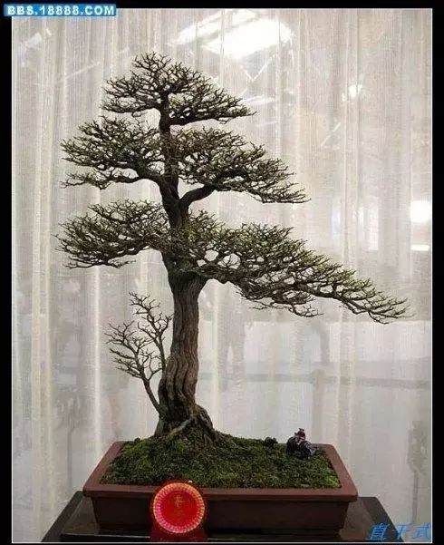 盆景新手制作入门 一定注意要做到的几点