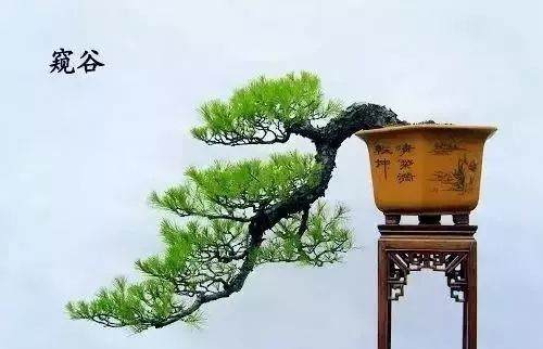 盆景新手制作入门 一定注意要做到的几点