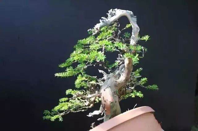 盆景新手制作入门 一定注意要做到的几点