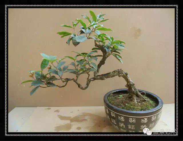 四季桂盆景的浇水与施肥