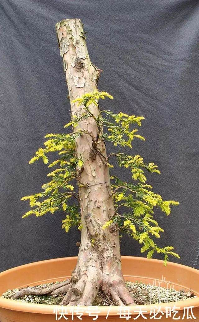 图解 欧洲红豆杉6年从下山桩到矮霸盆景