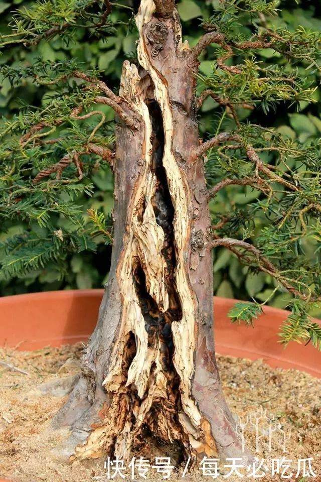 图解 欧洲红豆杉6年从下山桩到矮霸盆景