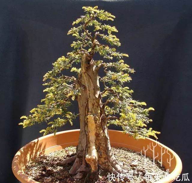 图解 欧洲红豆杉6年从下山桩到矮霸盆景
