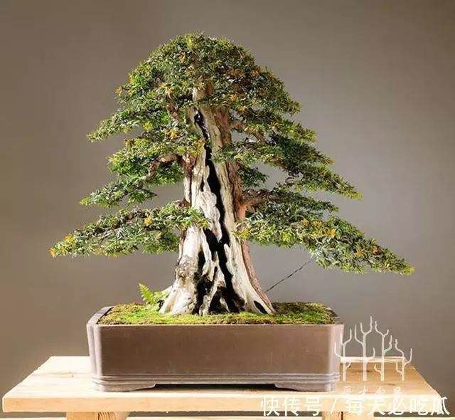 图解 欧洲红豆杉6年从下山桩到矮霸盆景