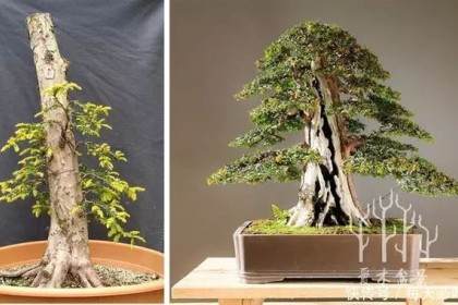 图解 欧洲红豆杉6年从下山桩到矮霸盆景