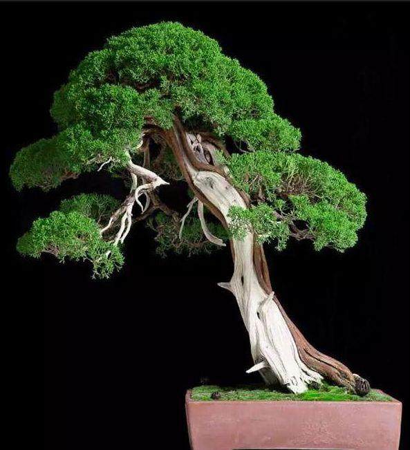 山东盆景艺术家协会新任会长付聿国就职发言