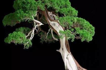 山东省盆景艺术家协会新任会长付聿国就职发言