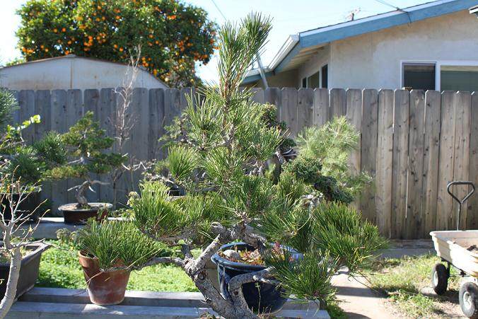 黑松盆景在顶点有一个牺牲分支