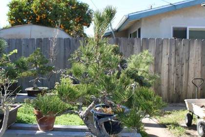 黑松盆景在顶点有一个牺牲分支