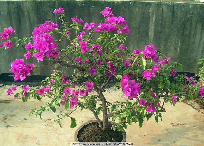 九重葛盆景的修剪和整形