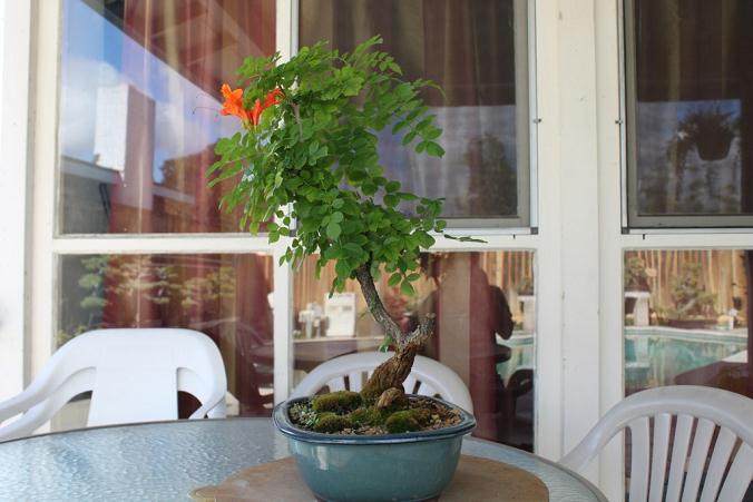 海角金银花盆景的修剪和整形