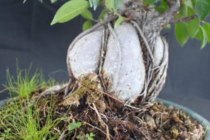 人参榕树盆景修剪 人参榕树盆景可以吗？