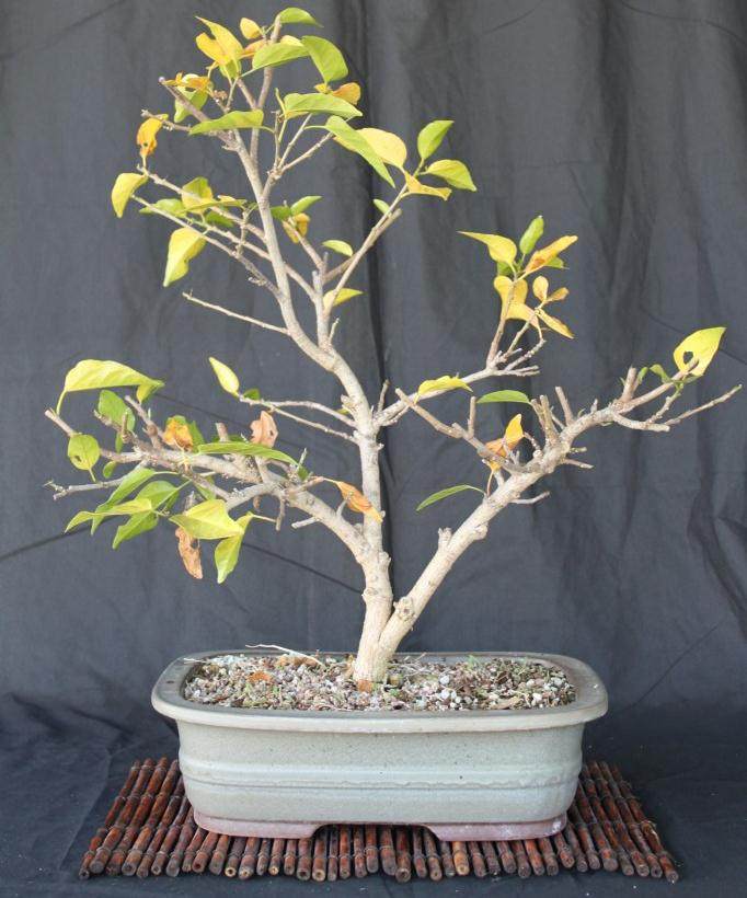 芙蓉盆景的土壤和盆栽