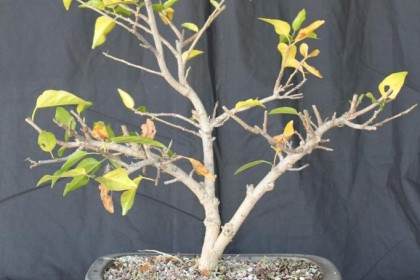 芙蓉盆景的土壤和盆栽